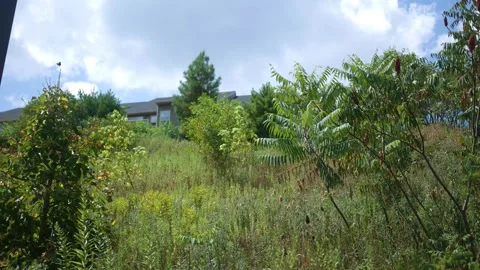 Looking up through a field of brush at Condominium Plan Stock Footage 314686732