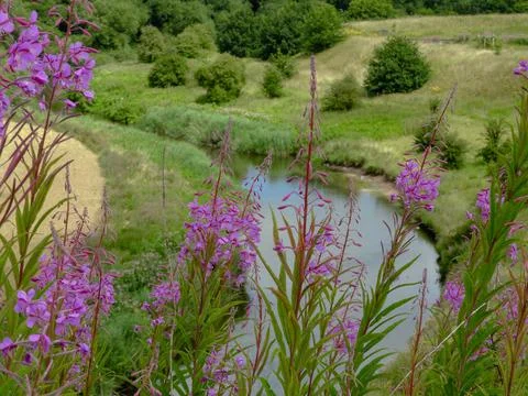 Looking through flowers at a winding river Stock Photos