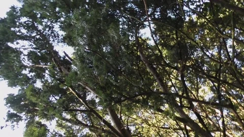 Looking Up Through Foliage on an Evergreen Tree Stock Footage 230921522