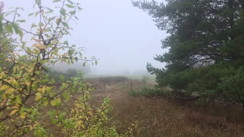 Looking Through Foreground Bushes Across A Dark Foggy Meadow Stock Footage 348057745