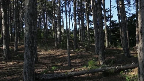 Looking Through a Forest Background Stock Footage 77774471