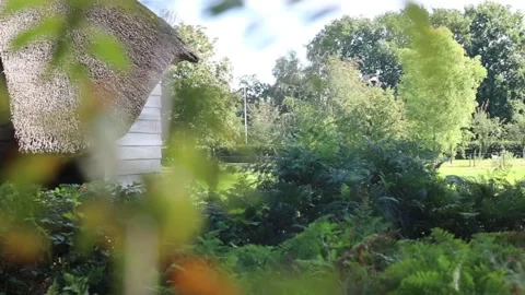 Looking through forest at barn Stock Footage 140037376