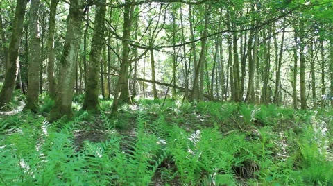 Looking through the Forest Cambusbarron Stirling Stock Footage 51874150