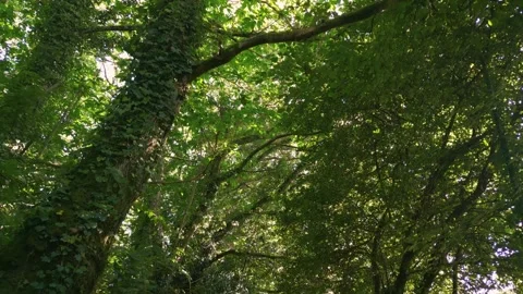Looking Up Through The Forest Canopy - drone pullback Stock-Footage 255387907