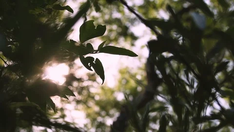 Looking up through a forest canopy in the mountains of Colorado. Light trickles Stock Footage 92061683