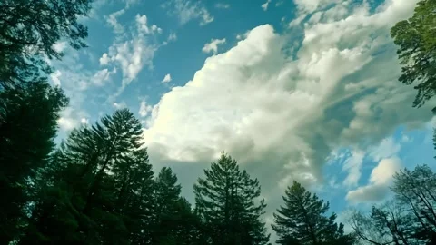 Looking Up Through Forest Canopy with Moving Clouds Stock Footage 310438609