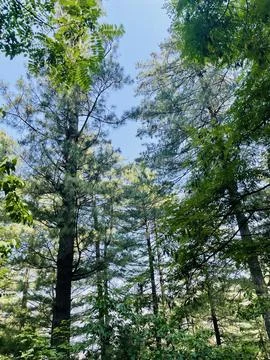 Looking Up Through a Forest Canopy Stock Photos