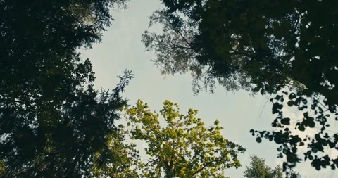 Looking up through forest canopy with treetops framing overcast sky Stock Footage 340997617