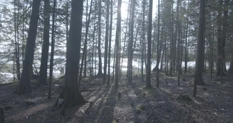 Looking through the forest out to the lake in Michigan Stock Footage 323126336