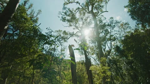 Looking up through forest to sun on hiking adventure Stock Footage 152854220