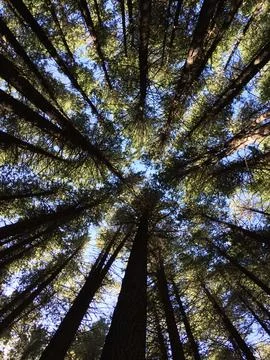 Looking Up Through a Forest Tree Canopy Fotos de archivo