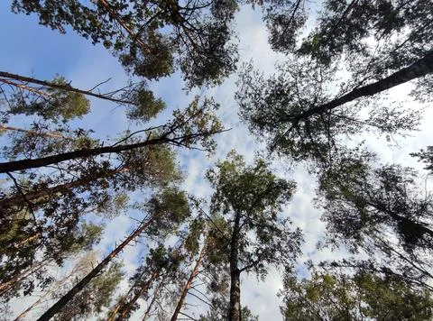 Looking Up Through Forest Trees and Sky Stock Photos
