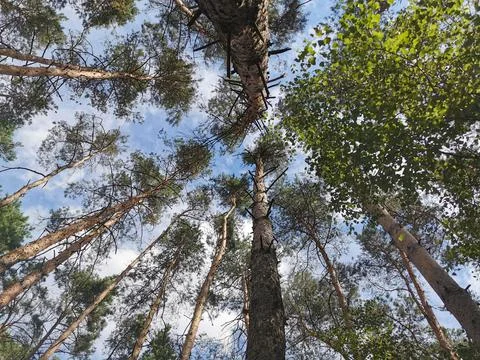 Looking up through a forest trees at a blue sky Stock Photos