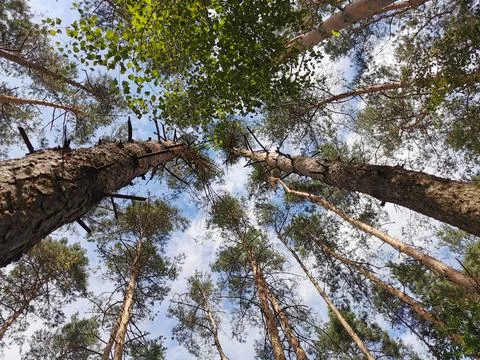 Looking up through a forest trees at a blue sky Stock Photos