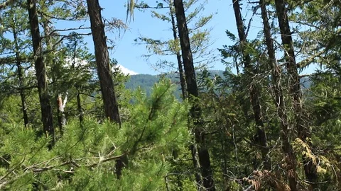 Looking Through Forest Trees At A Mountain In The Distance Stock Footage 99940322