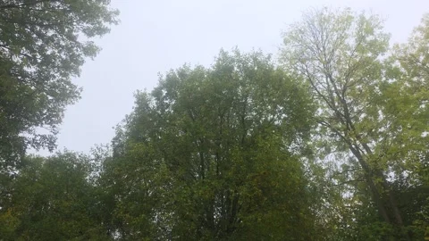 Looking Up Through Forest Trees Toward Overcast Sky Stock Footage 348075127