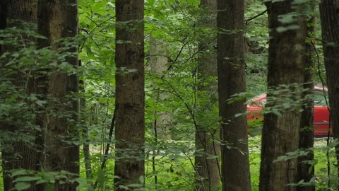 Looking Through a Forest at US-441 near Gatlinburg in the Smoky Mountains Stock Footage 118243516
