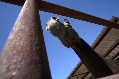 Looking up through gate at underside of horses head Stock Photos