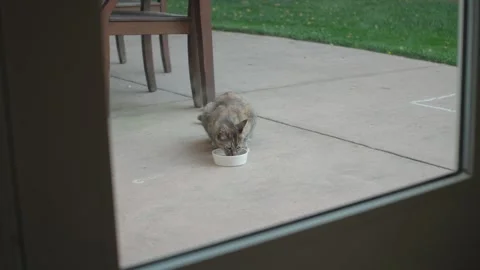 Looking through a glass door at a cat eating food outside Stock Footage 311017828