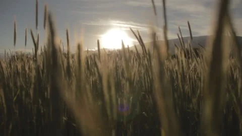 Looking through the grass wheat Stock Footage 198182322