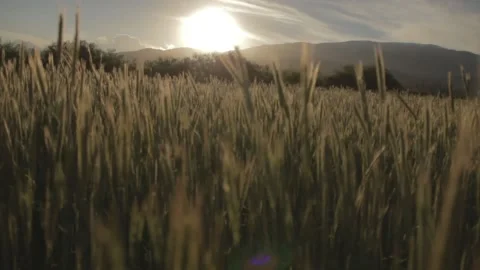 Looking through the grass wheat Stock Footage 198182605