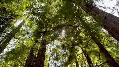 Looking up through green leafy, tall, majestic redwood trees with blue sky Vidéo 133527628