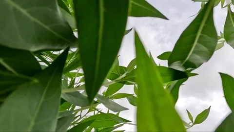 Looking up through green leaves to cloudy sky, nature eco background Stock Footage 341739480