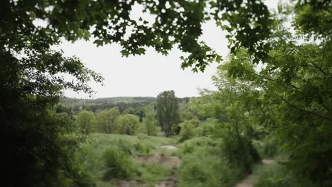 Looking Through Green Leaves at a Forest Stock Footage 300489805