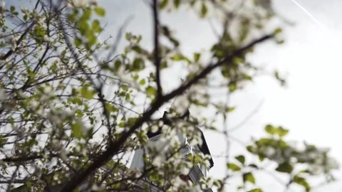 Looking up through green tree branches at a gold Church steeple with a crucifix Stock Footage 333654204
