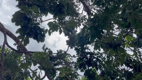 Looking Up Through Green Tree Branches at Overcast Storm Sky Stock-Footage 346237524