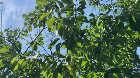 Looking Up Through Green Tree Canopy at Blue Sky Stock-Footage 339037324