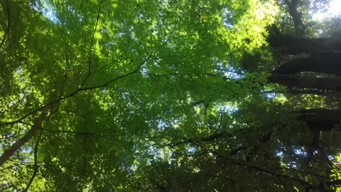 Looking Up Through Green Tree Canopy in Summer Stock Footage 341672240