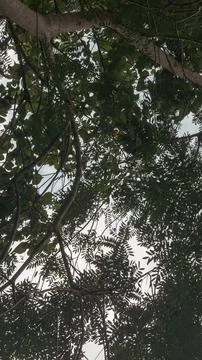 Looking Up Through Green Tree Canopy 스톡 사진
