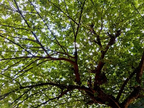 Looking Up Through Green Tree Canopy Foto stock