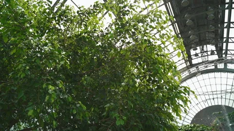 Looking up through green tree leaves with sun rays shining in greenhouse Stock Footage 196218340