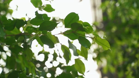 Looking up through green tree leaves with sun rays shining in with slight breeze Stock Footage 196218496