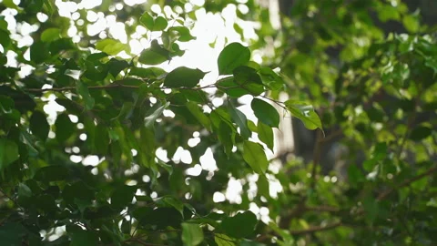 Looking up through green tree leaves with sun rays shining move around Stock Footage 196218517