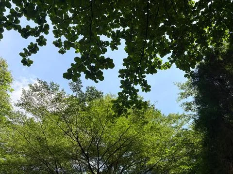 Looking up through green tree leaves towards a bright blue sky with scatter.. Stock-Fotos