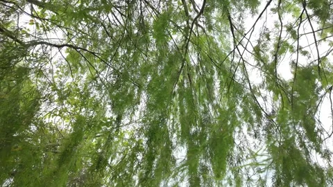 Looking Up Through Green Willow Branches Against a Bright Sky 動画素材 316157452