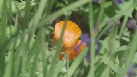 Looking through greenery at a bee hovering around Orange Poppy Vídeo Stock 195715334