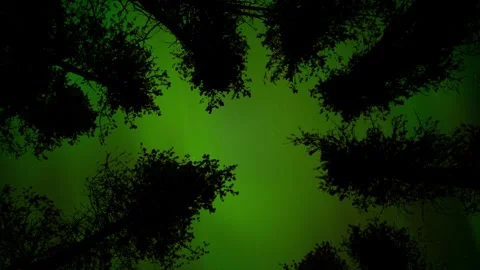 Looking up through a group of silhouetted trees at spectacular flashing Aurora Stock Footage 283273313