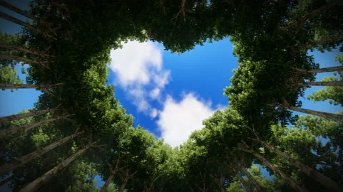Looking up through a heart of trees against timelapse clouds, seamless loop 4K Stock Footage 134192902