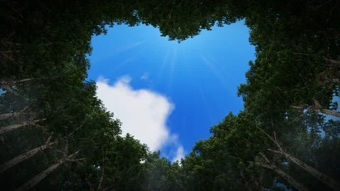 Looking up through a heart of trees time lapse clouds seamless loop 4K Stock Footage 121561241