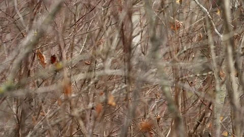 Looking through heavy wild shrubs in the autumn with focus limited to a few Stock Footage 319443455