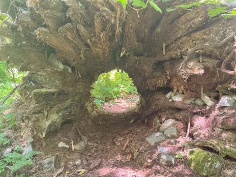 Looking through the hollow log Stock Photos