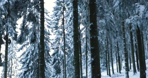 Looking through ice and snow covered pine tree forest in middle of winter Stock Footage 232677147