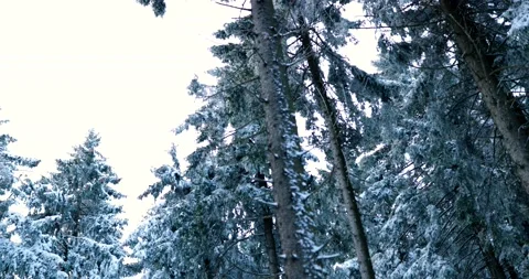 Looking through icy winter forest with tall trees after freezing temperatures Stock Footage 232676109