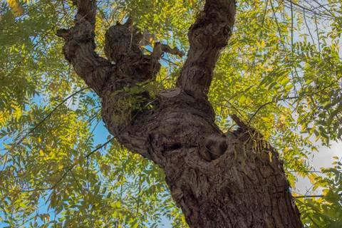 Looking up through the interesting trunk to the crown of an old tree. Stock Photos