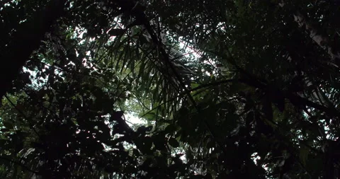 Looking up through the Jungle Canopy in the Borneo Rainforest Stock Footage 131144306