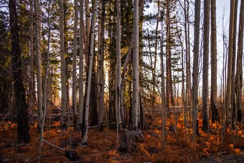 Looking through a late fall stand of aspen Stock-Fotos